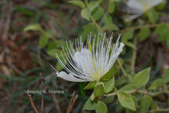 Capparis grandiflora
